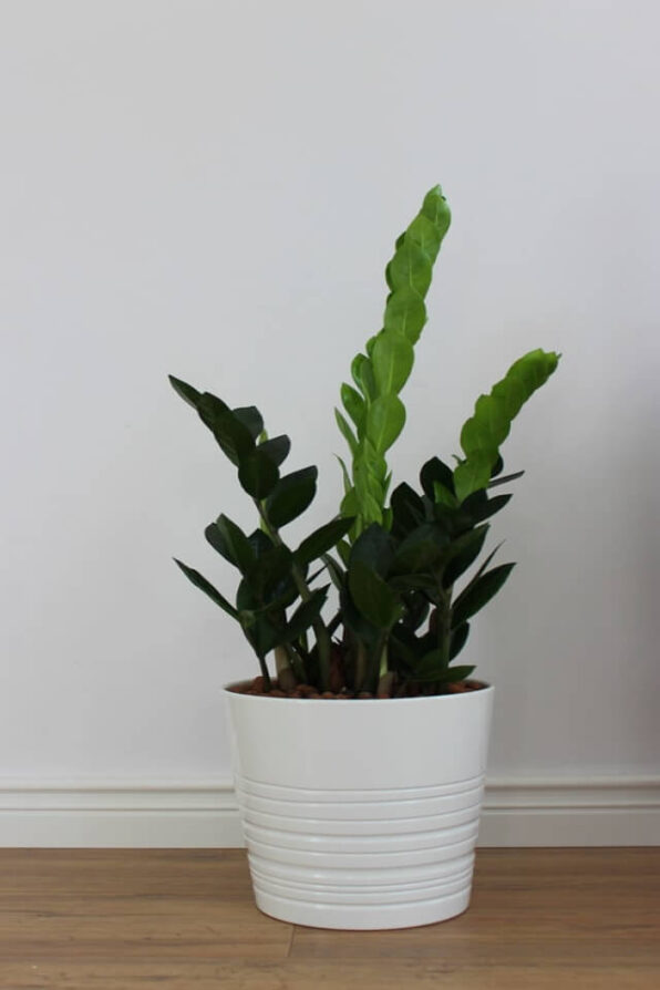 Zz Plants - Gambar 2